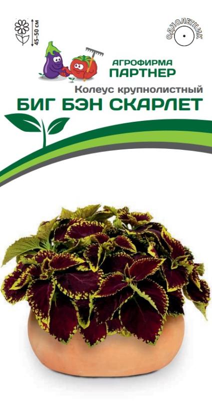 Партнер Колеус БИГ БЭН СКАРЛЕТ / шлемниковидный ^(5шт в амп), изображение 0