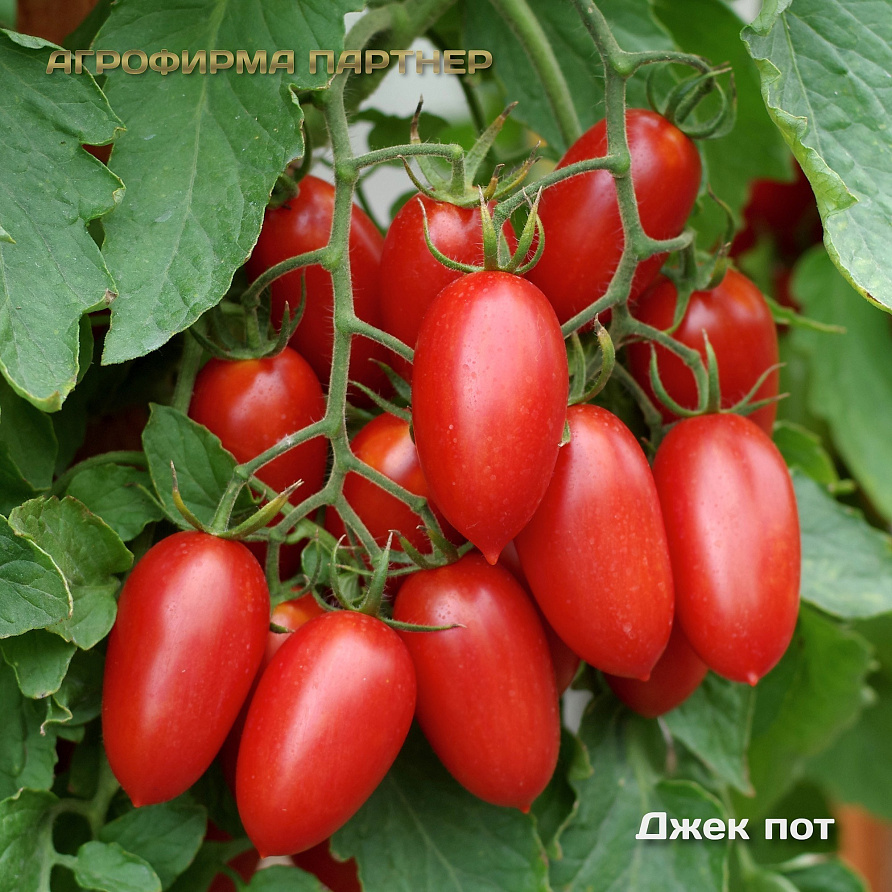 Партнер Томат ДЖЕК ПОТ F1 ^(5шт) 2-ной пак, изображение 10
