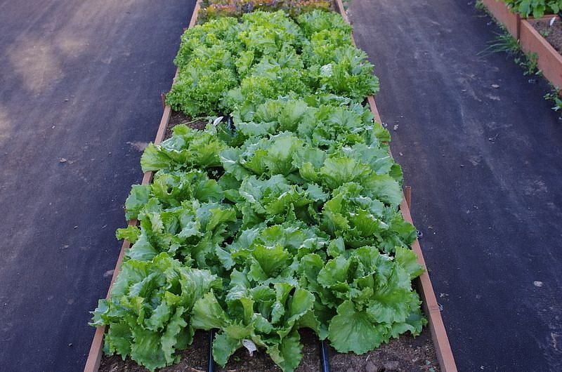 Партнер Салат кочанный АЙСБЕРГ ^(1г), изображение 4