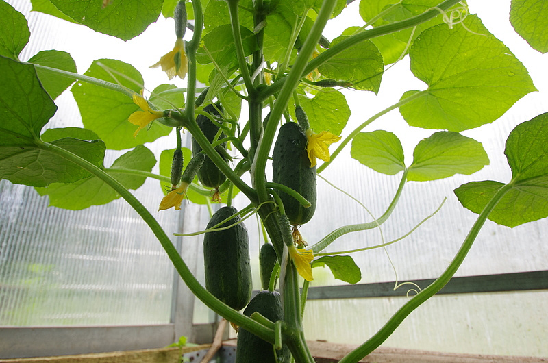 Партнер Огурец ТРЮКАЧ F1 ^(5шт), изображение 4